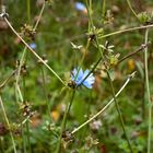 Blau im Herbst