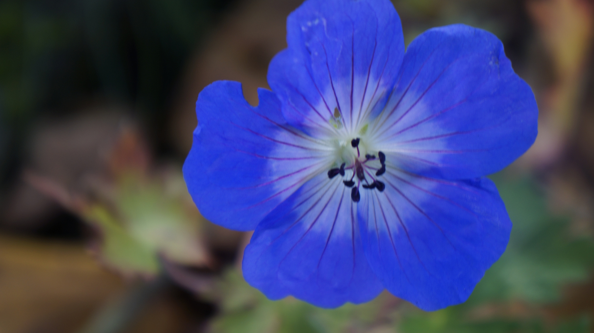 Blau Im Herbst