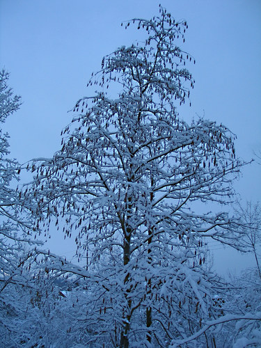 Blau im Schnee