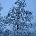 Blau im Schnee