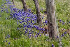 Blau im Weinberg