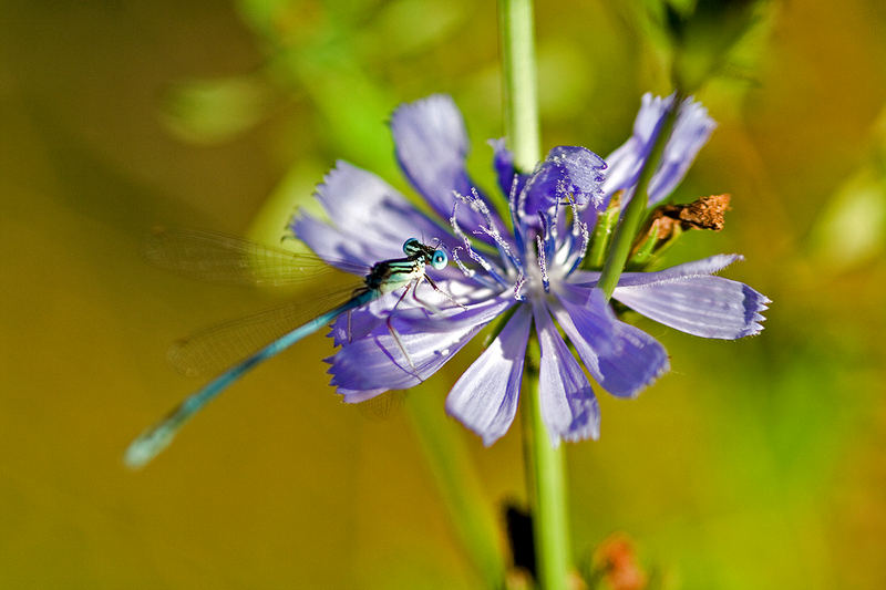 Blau in blau