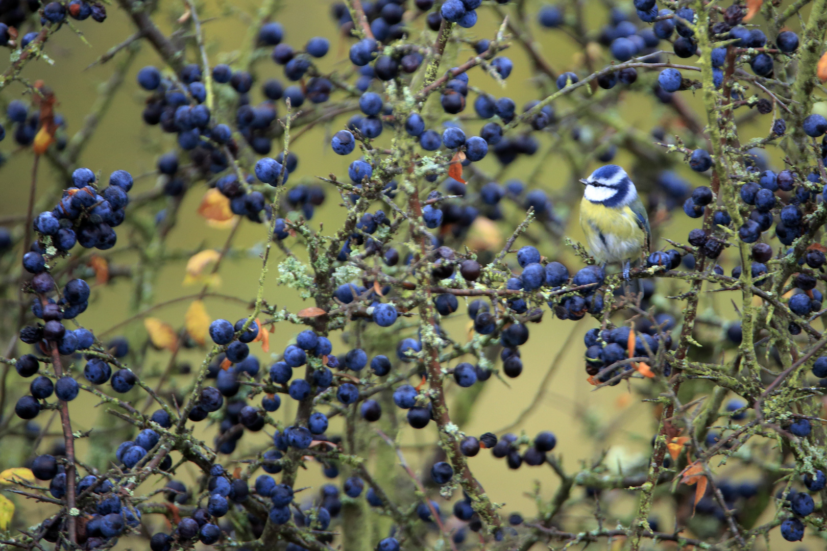 Blau in Blau - Blaumeise im Schlehenbusch