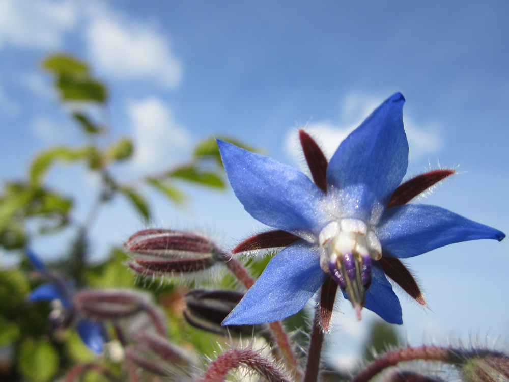 Blau in Blau