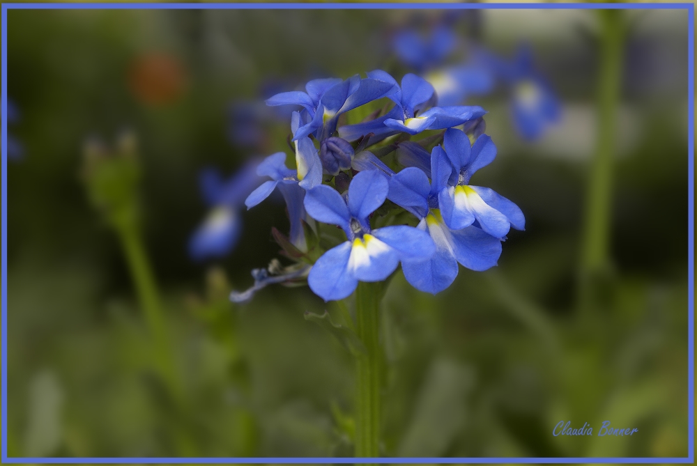 Blau in der Natur