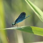 blau in der Natur: immer wieder faszinierend!