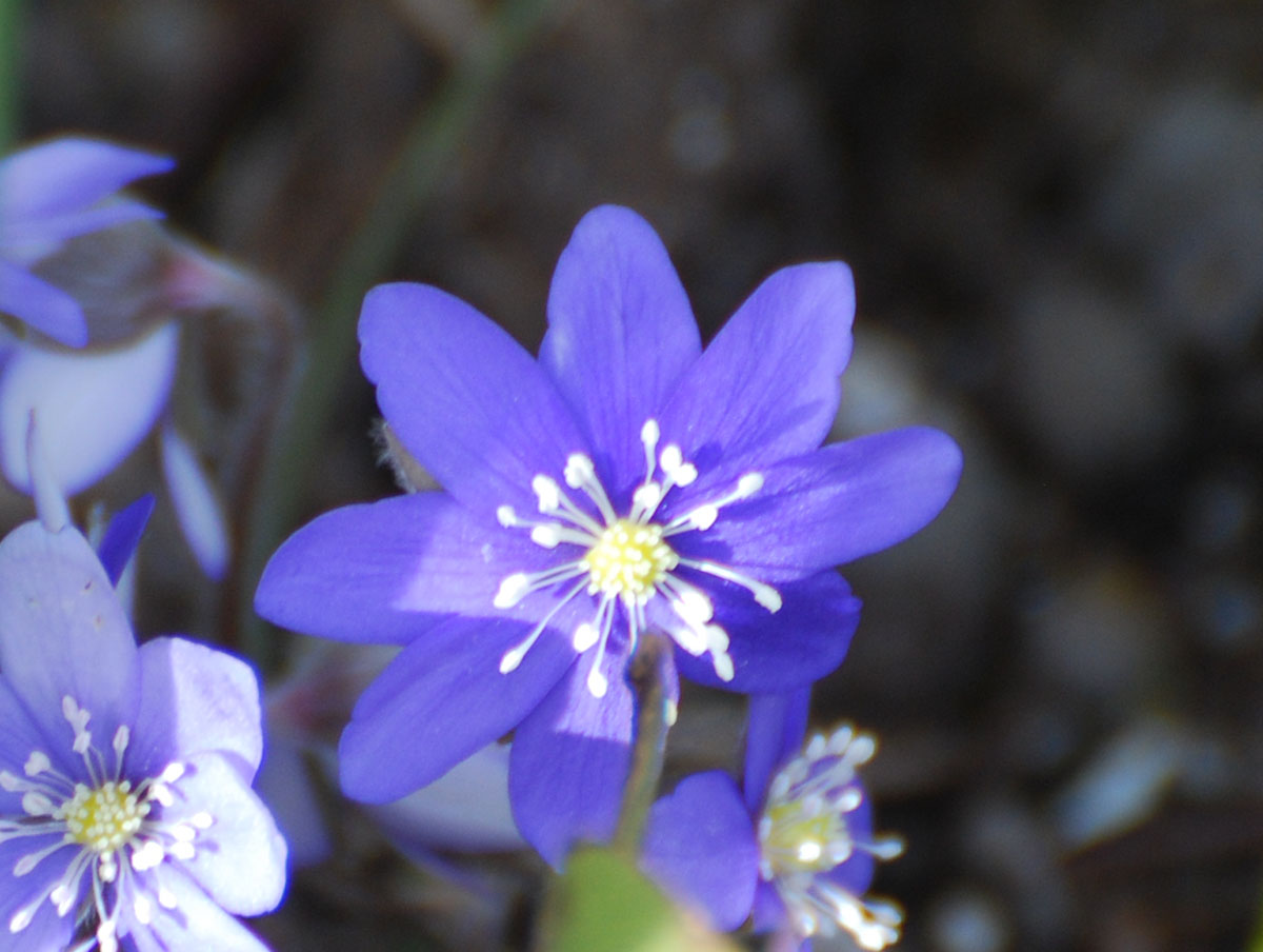 Blau in garten