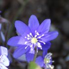 Blau in garten