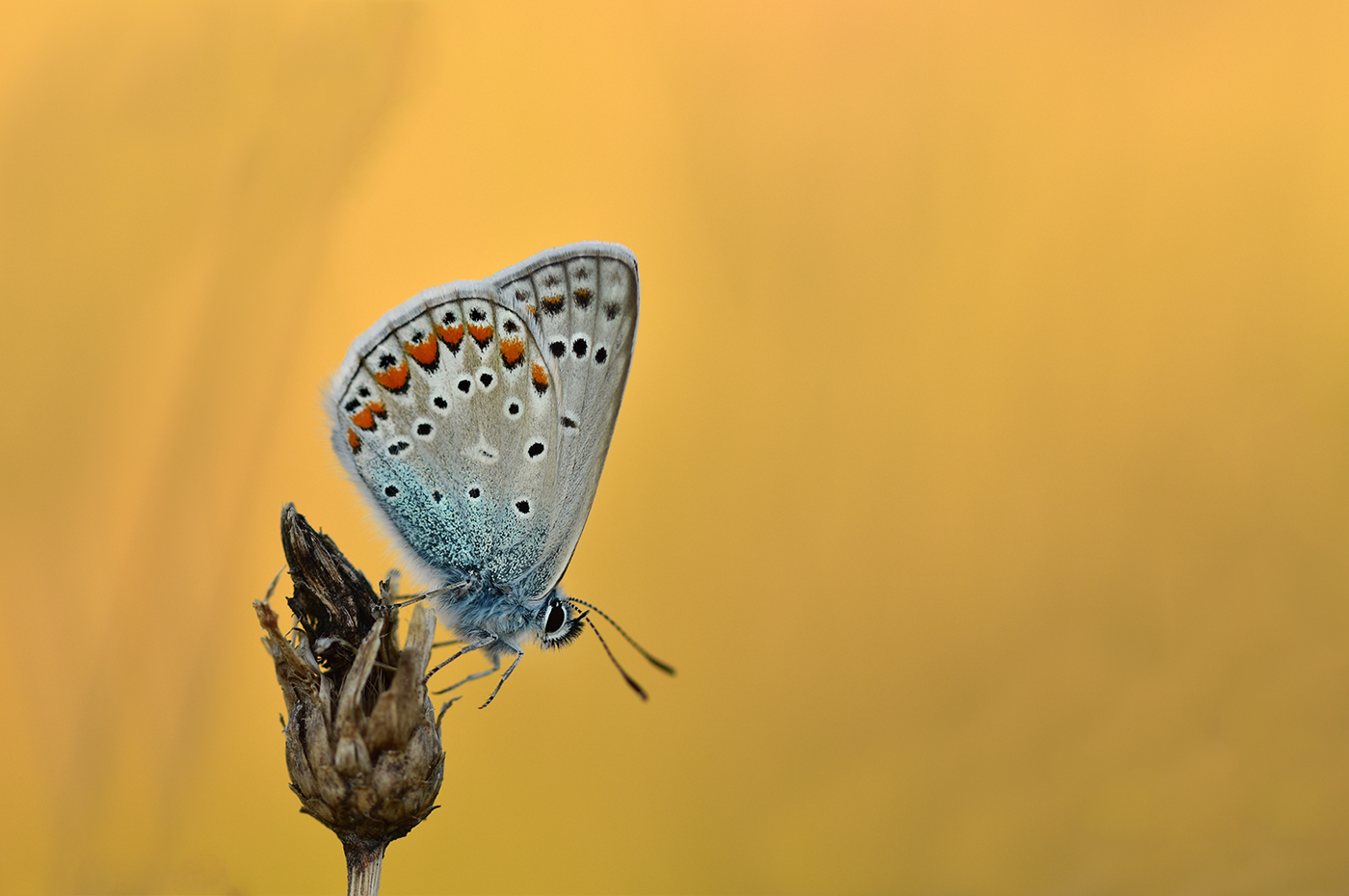 Blau in Gelb