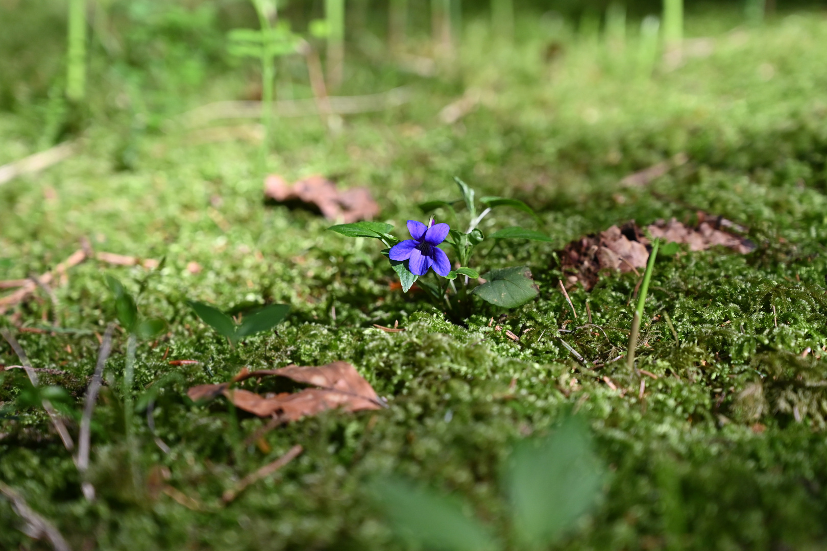 Blau in Grün