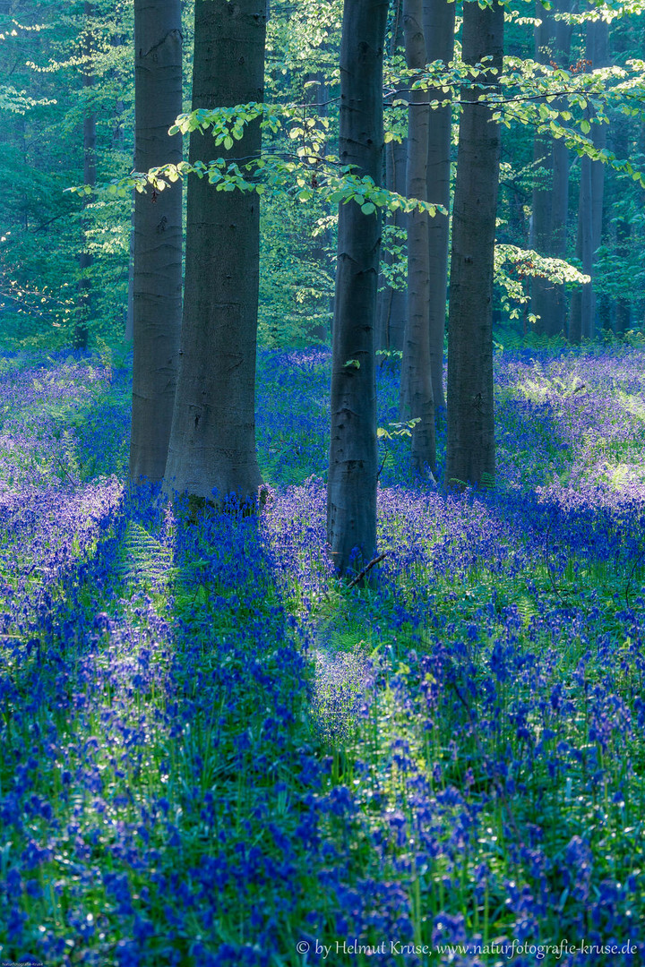 Blau in Grün