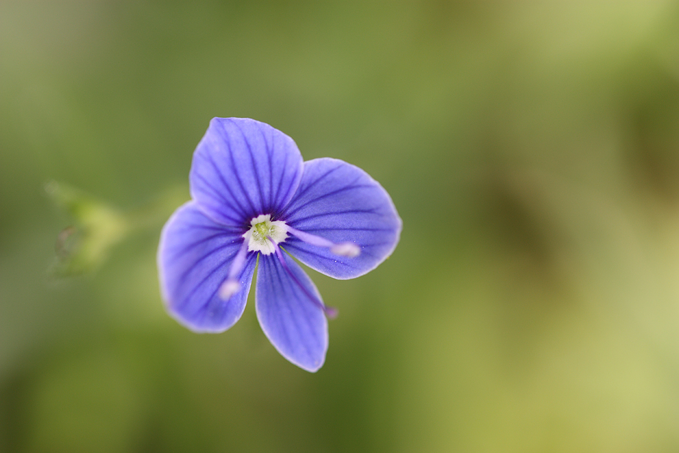 - Blau in Unschärfe -