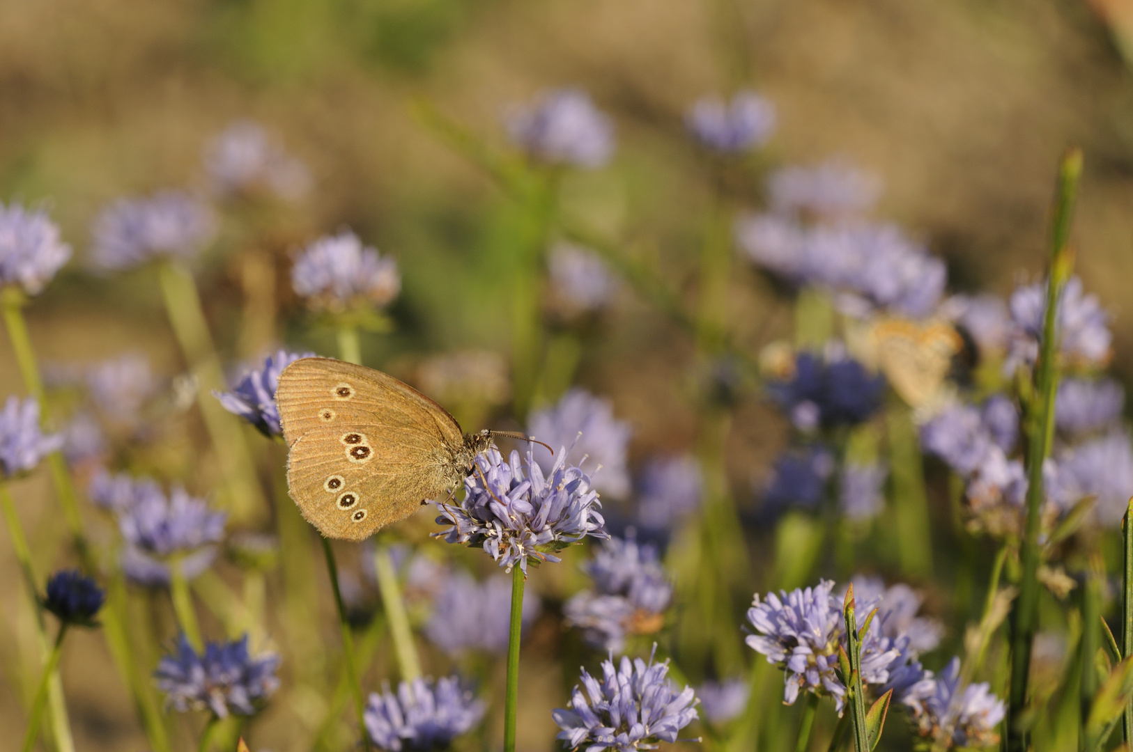 Blau ist das neue bunt