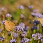 Blau ist das neue bunt