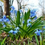 blau ist der Frühling