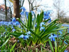 blau ist der Frühling