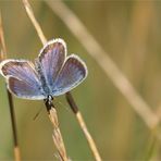 blau ist die hoffnung...