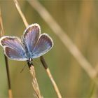 blau ist die hoffnung...