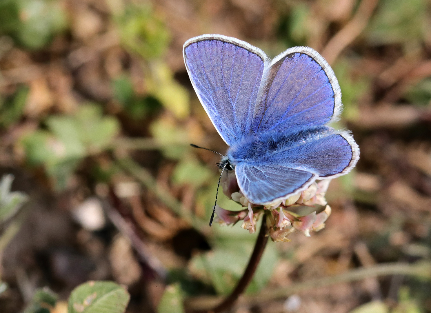 Blau ist die Schau