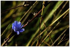 Blau ist die Sehnsucht...