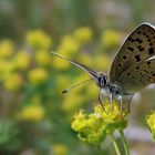 blau ist er nicht