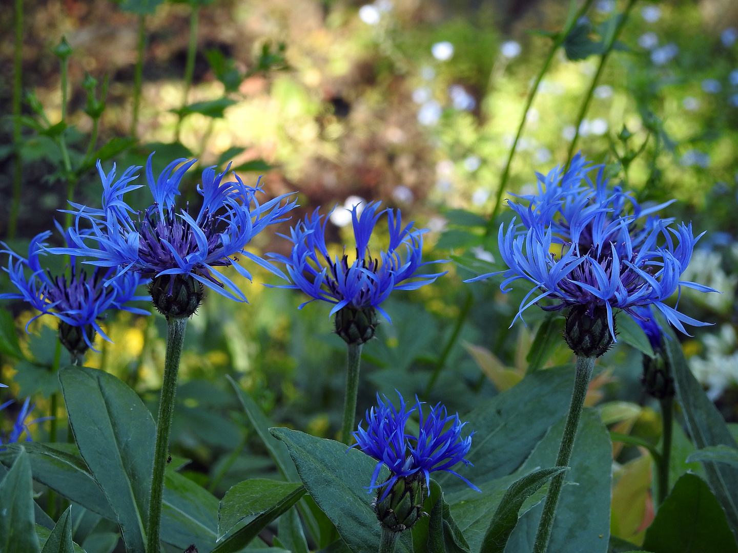 Blau ist heute angesagt Foto Bild natur blumen Blau ist heute angesagt Foto Bild natur blumen
