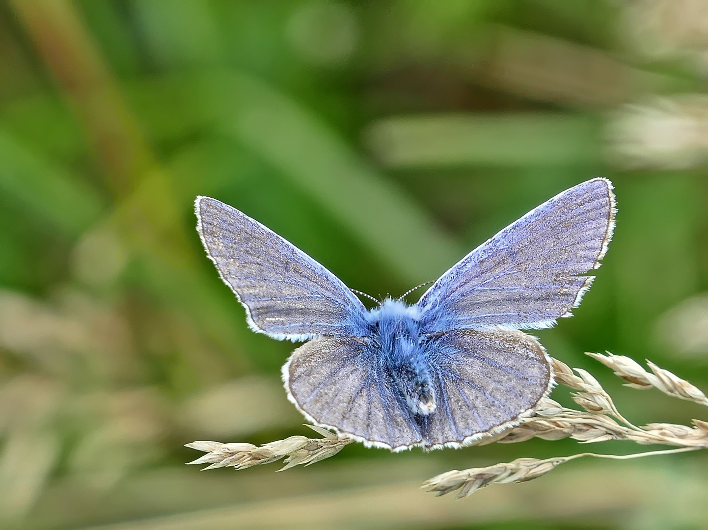 Blau ist männlich...