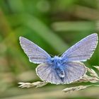 Blau ist männlich...