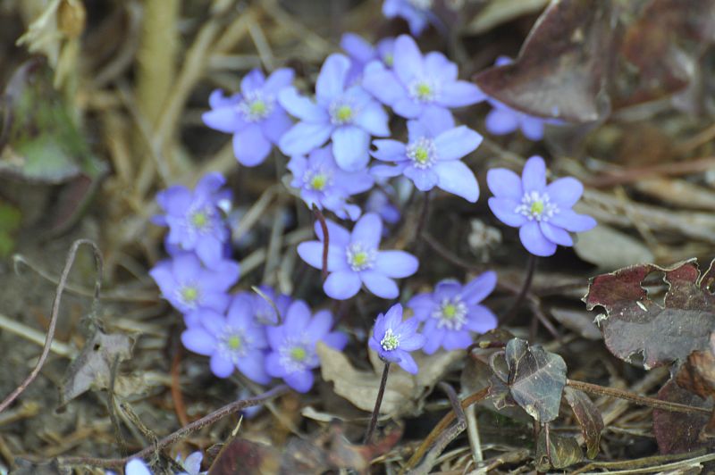 Blau ist nicht gleich Blau