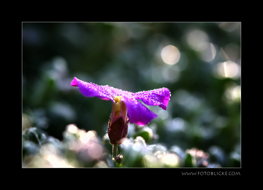 Blau Kissen Blüte