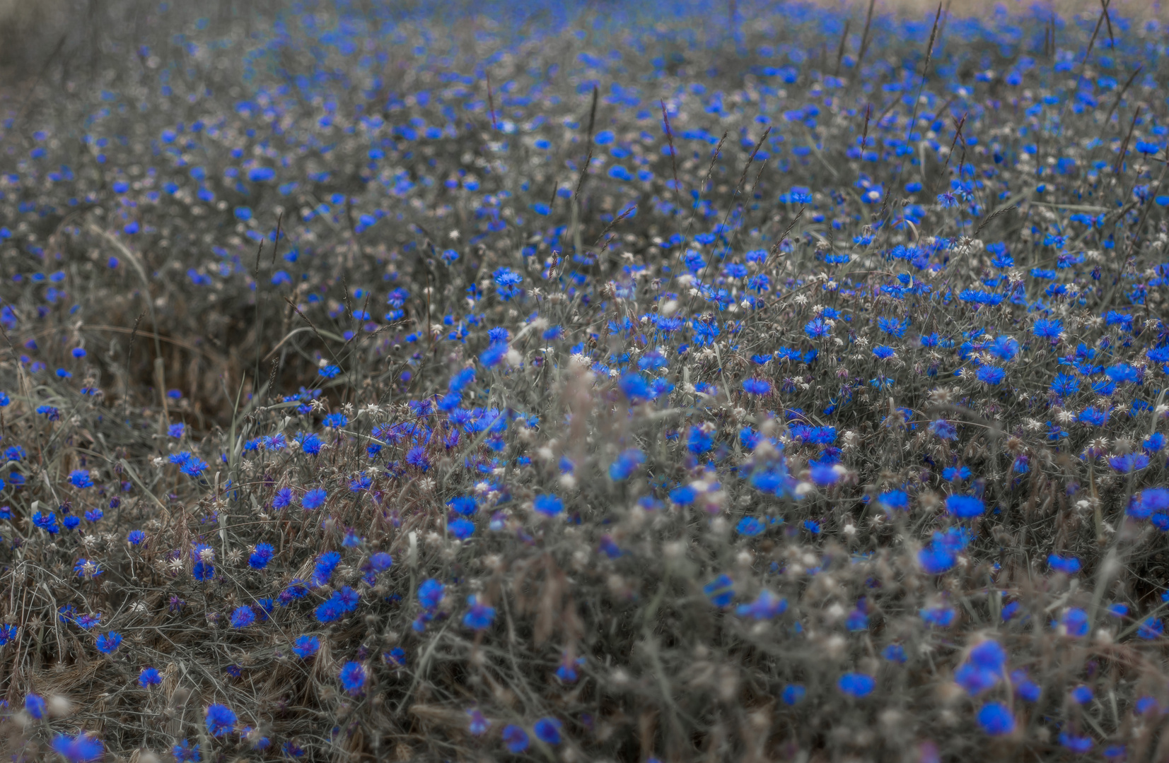 Blau - Kornblume