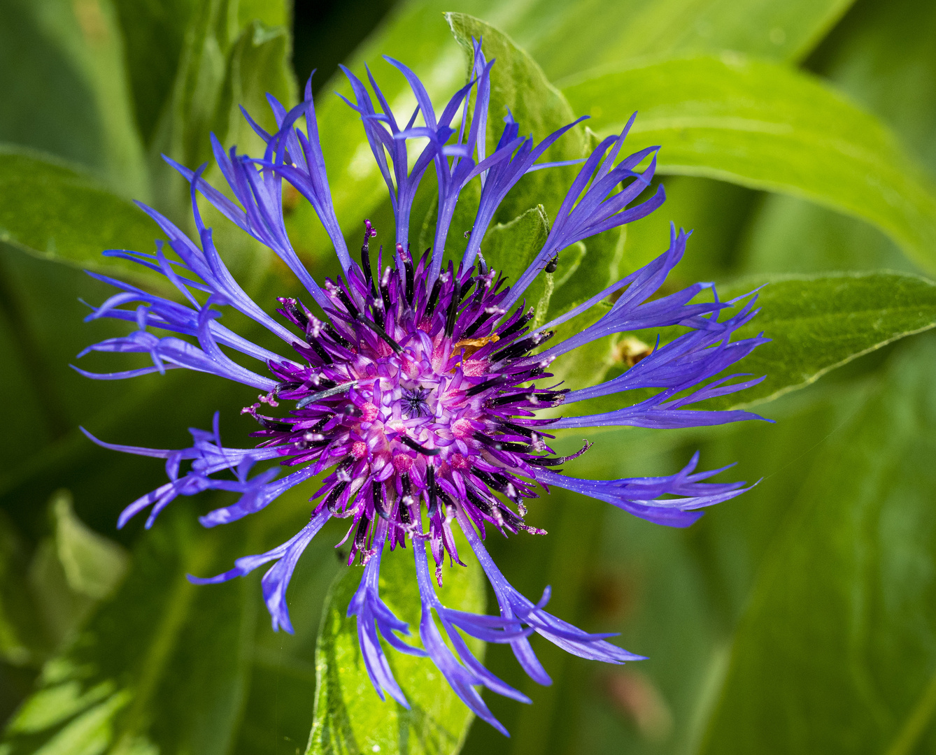 Blau - Kornblume