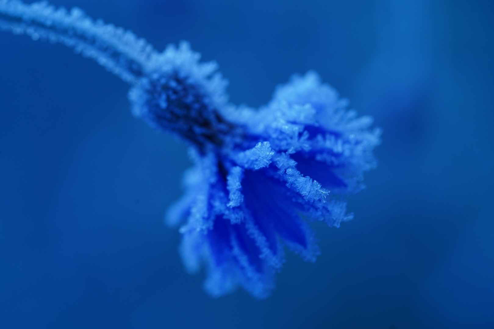 Blau - Kornblume mit Eiskristalle 