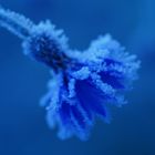 Blau - Kornblume mit Eiskristalle 