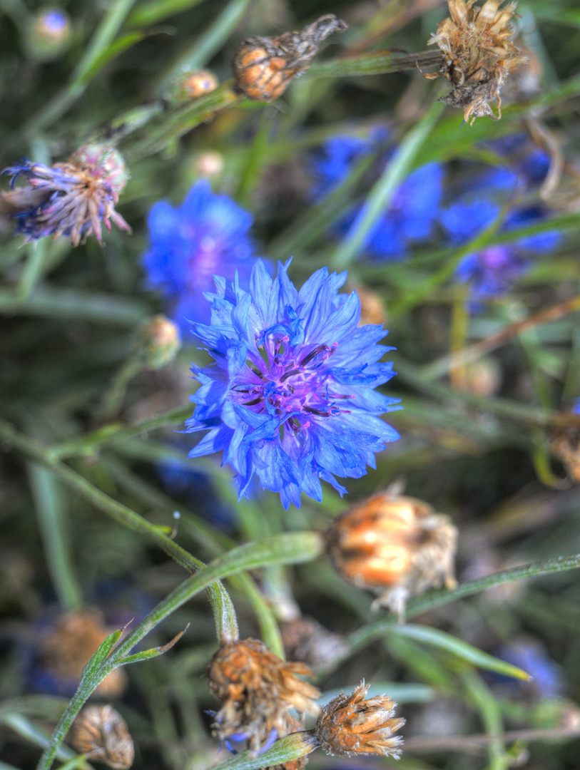 Blau leicht bearbeitet