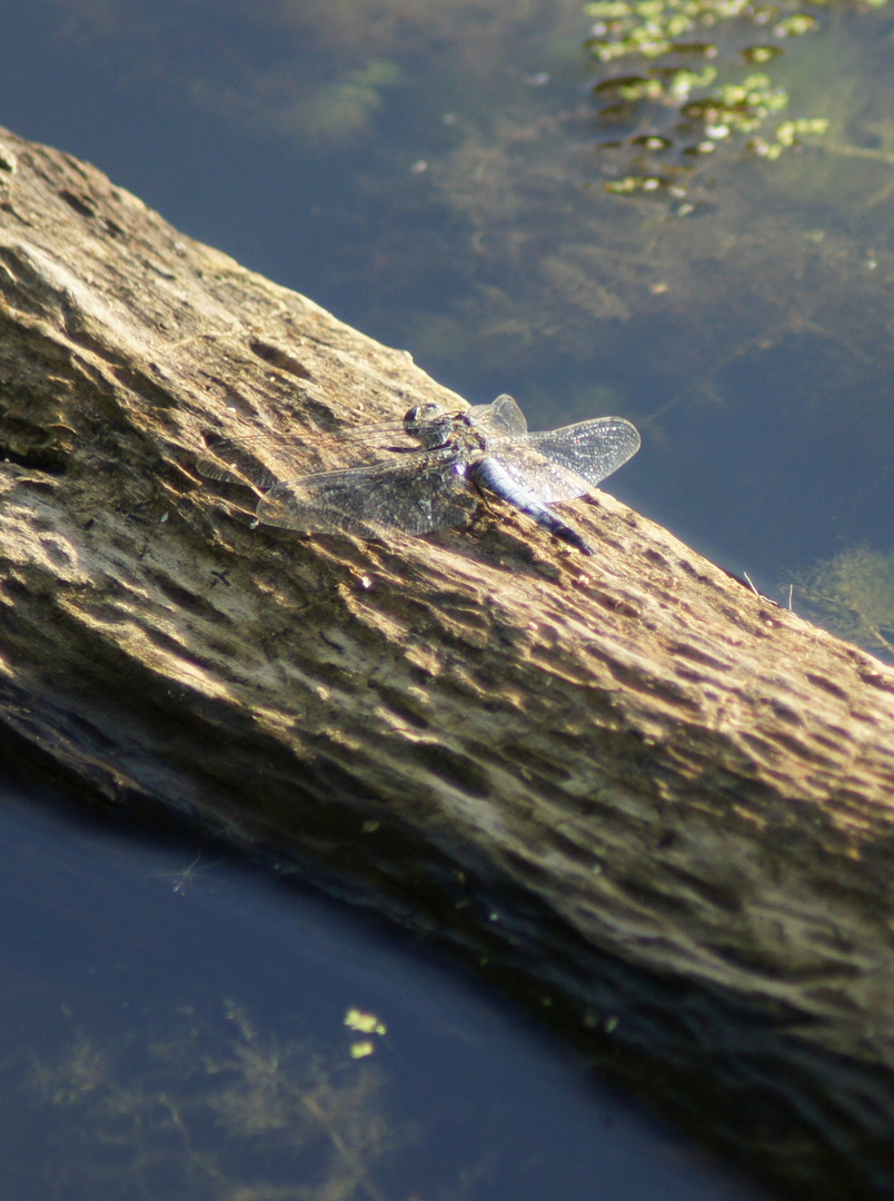 Blau Libelle 