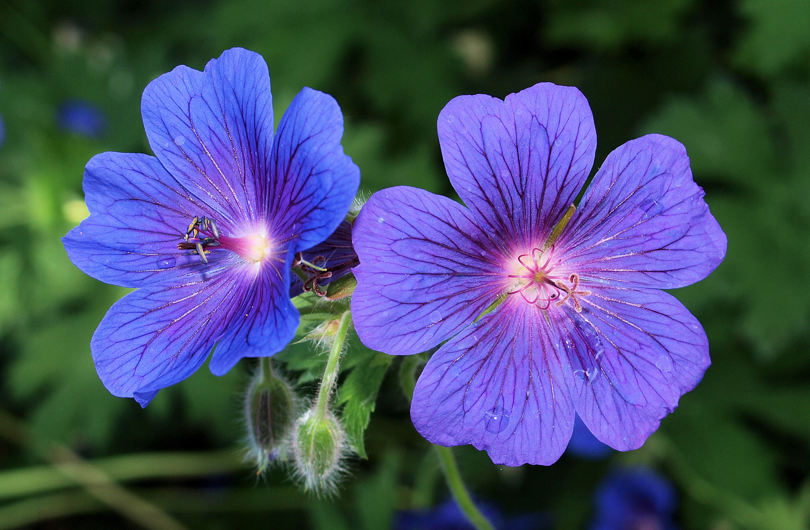 Blau Lila Foto Bild Jahreszeiten Sommer Blumen Bluten Bilder Auf Fotocommunity