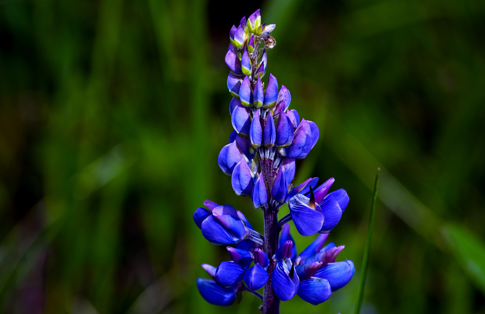 Blau, Lupine