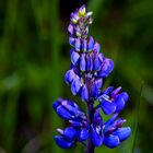 Blau, Lupine