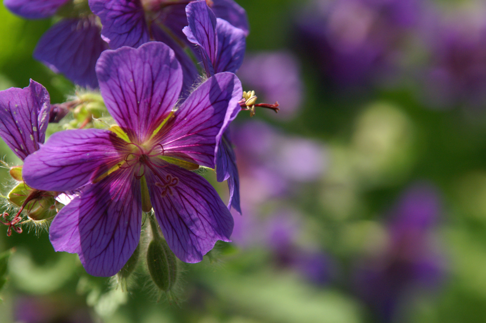 Blau machen im Sommer