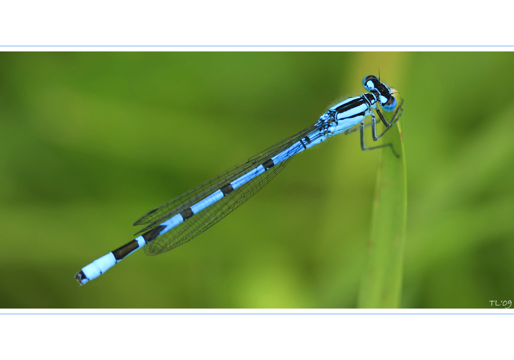 blau mag grün