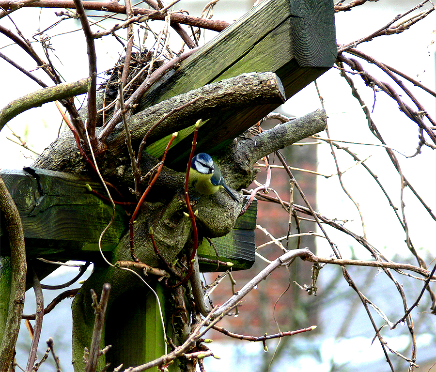 Blau-Maise in der Pergola