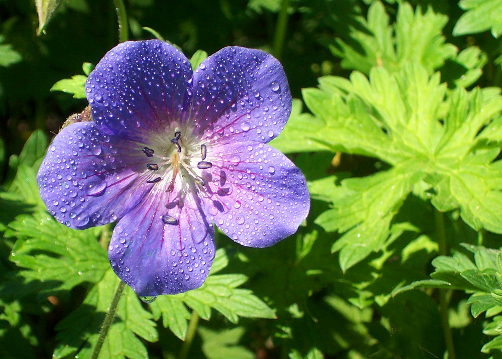 Blau... meine Lieblingsfarbe