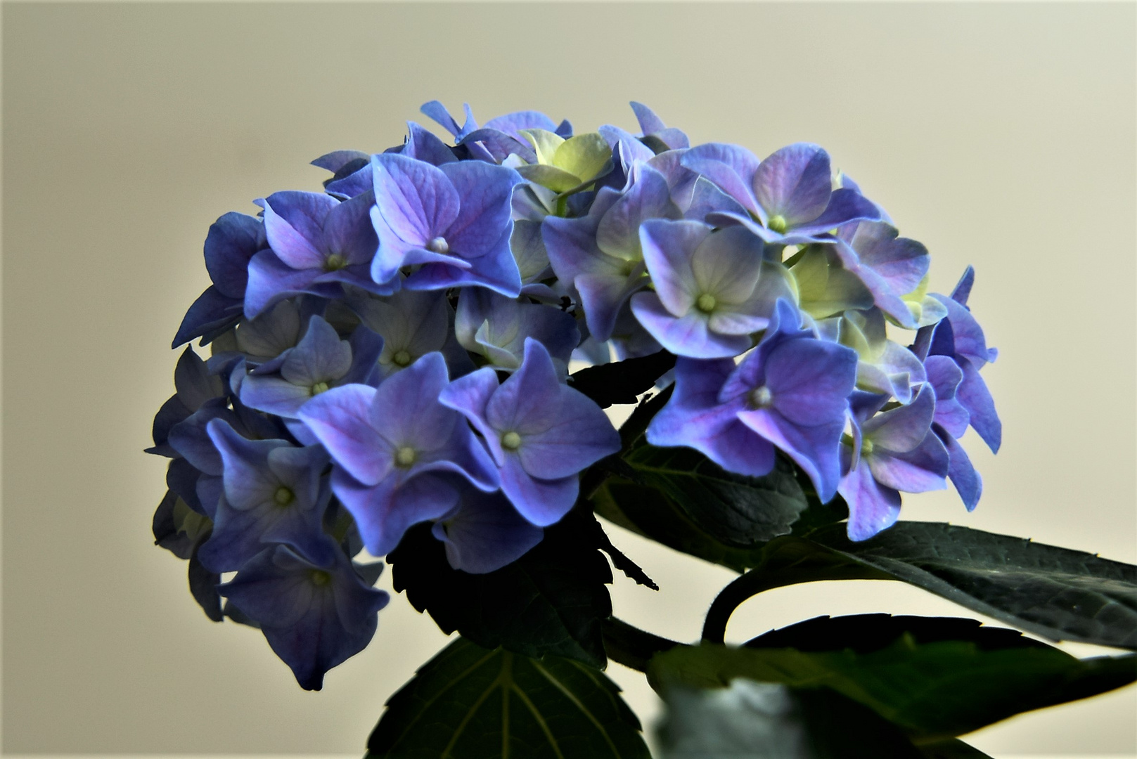Blau meine Lieblingsfarbe,  schöne  Hortensien- Blüte
