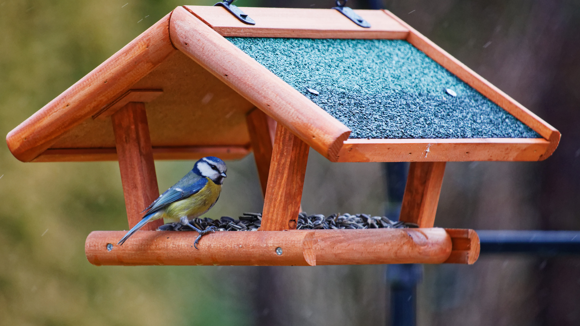 Blau-Meise am Futterhaus