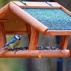 Blau-Meise am Futterhaus