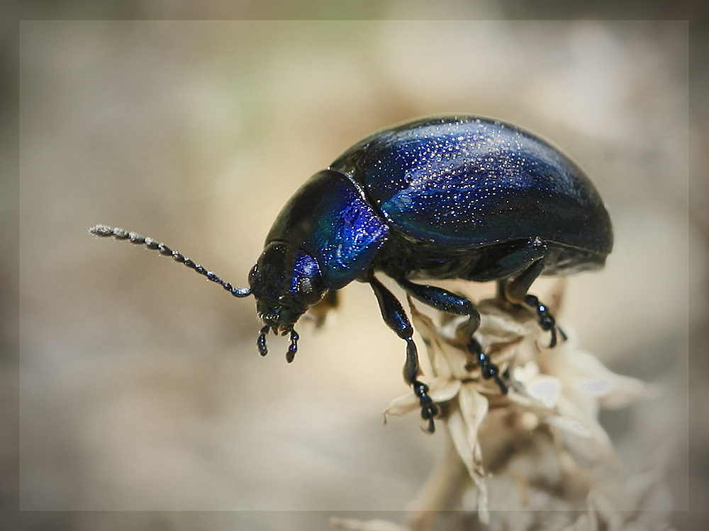 ...blau metallic