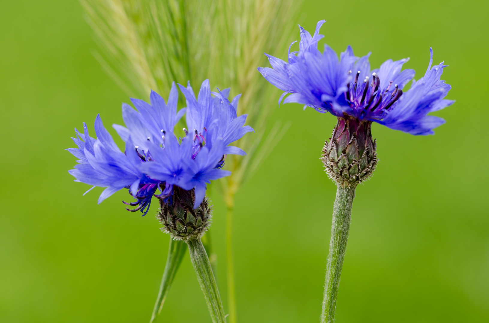 Blau mit Ähren