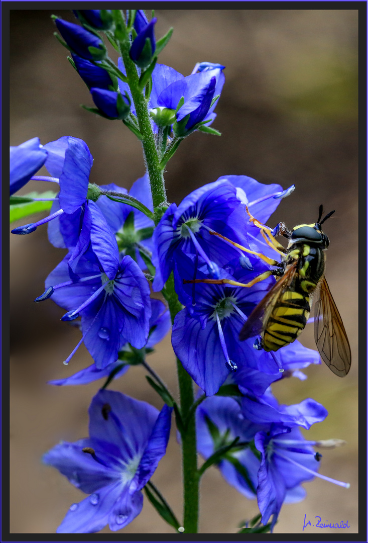 ~~ Blau mit Besuch ~~