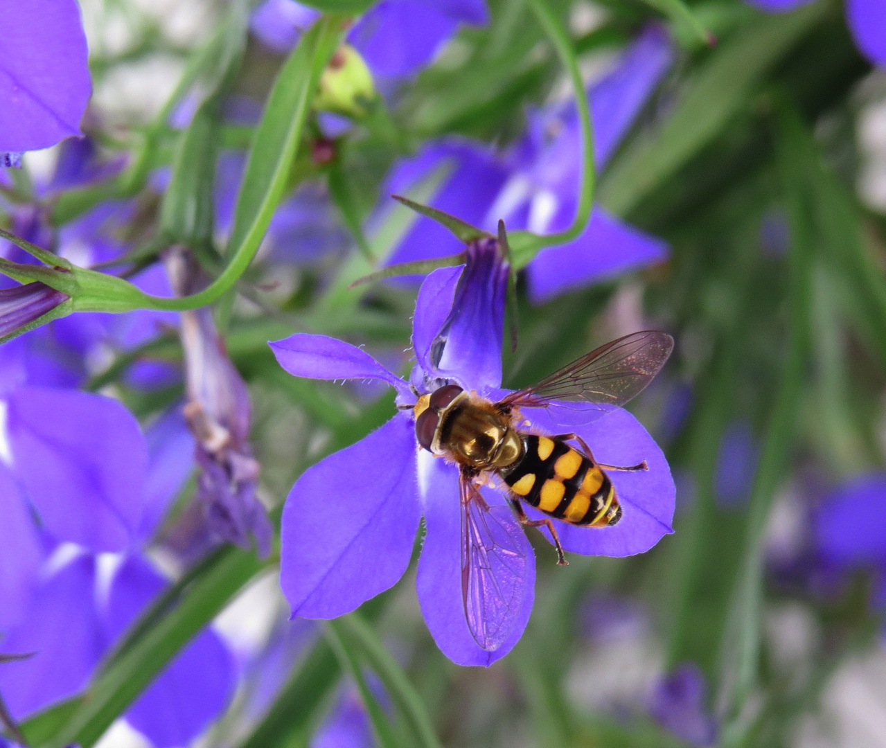 Blau mit Besucher